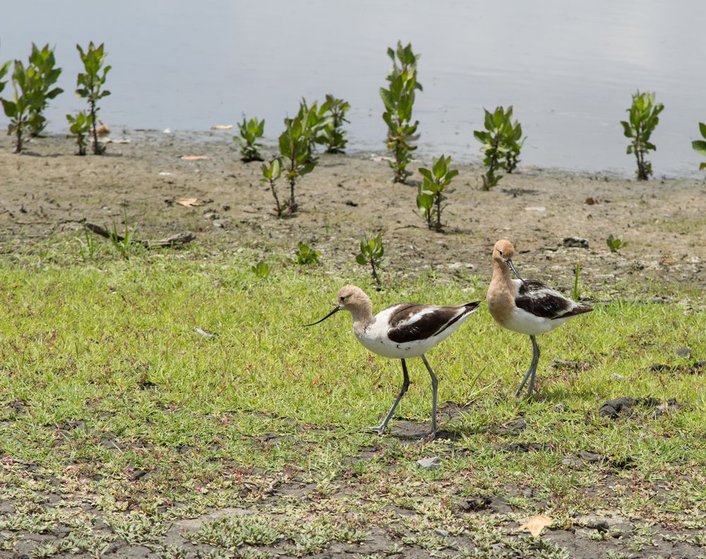 Birds at San Joaquin Wildlife Sanctuary