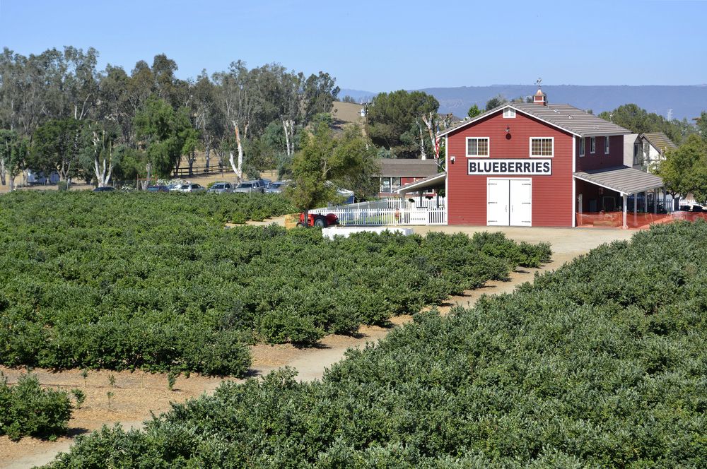 Aerial view of Temecula Berry Company