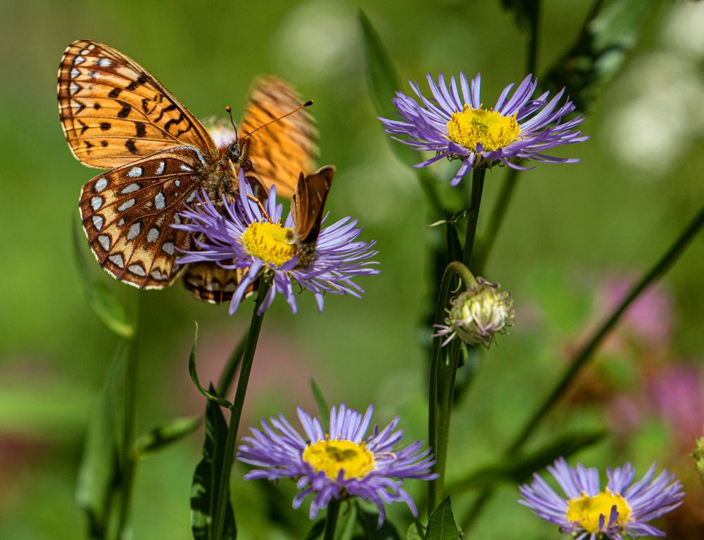 A butterfly on a flower at Bear Creek Trail