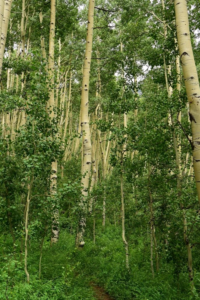 Tall trees along Jud Wiebe Memorial Trail