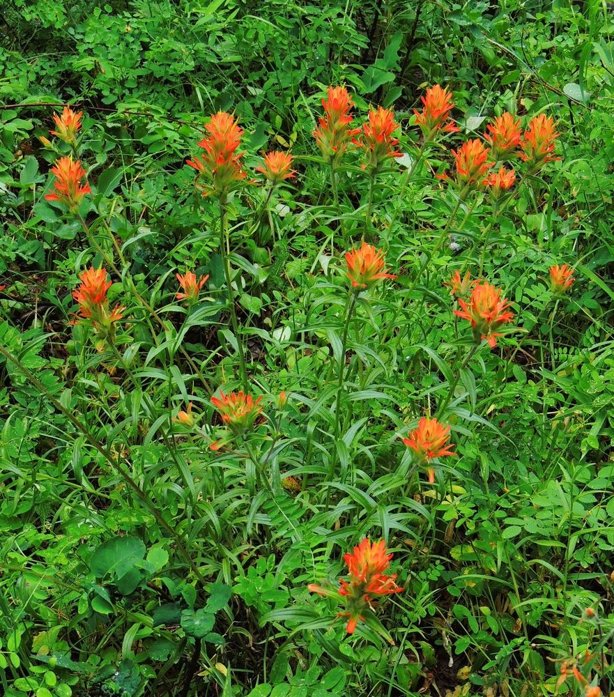 Flowers along Jud Wiebe Memorial Trail