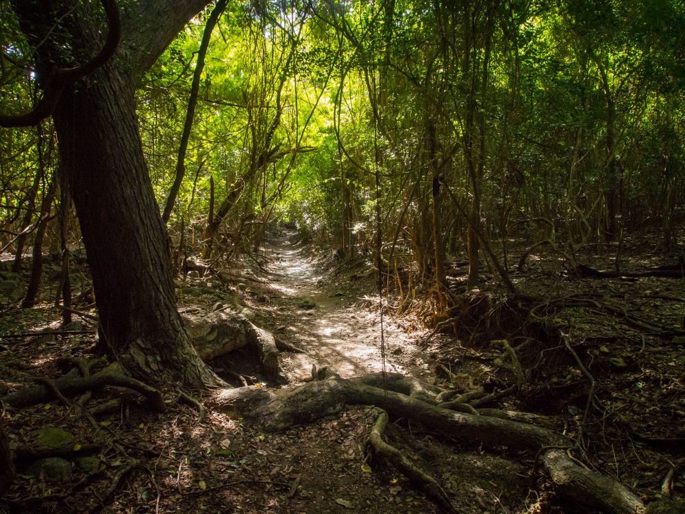 View of Reef Bay Trail
