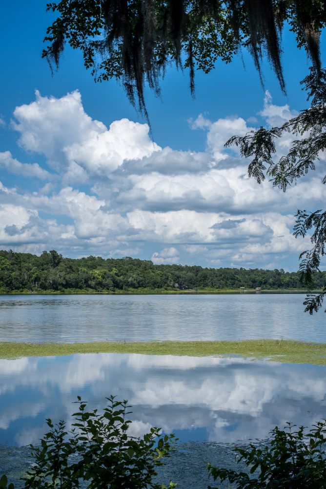 A lake at Alfred B. Maclay Gardens State Park