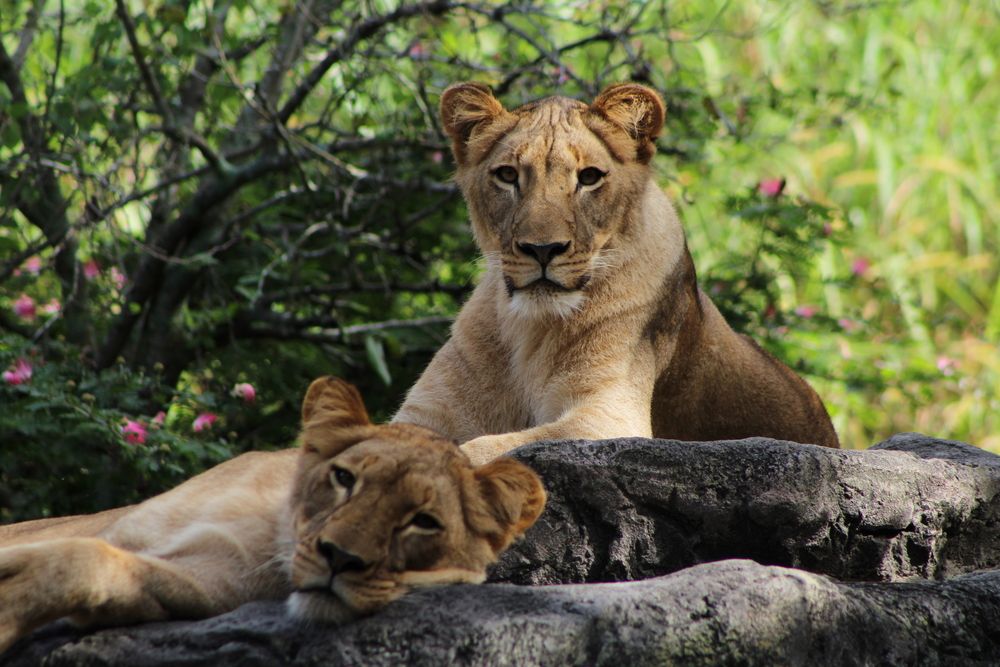 Lioness at Busch Gardens