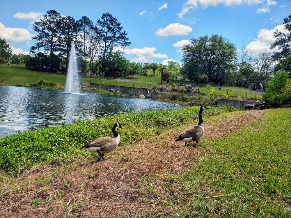 Geese at Cascades Park