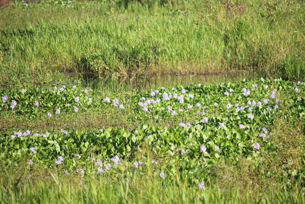 Wildflowers along Elinor Klapp-Phipps Park