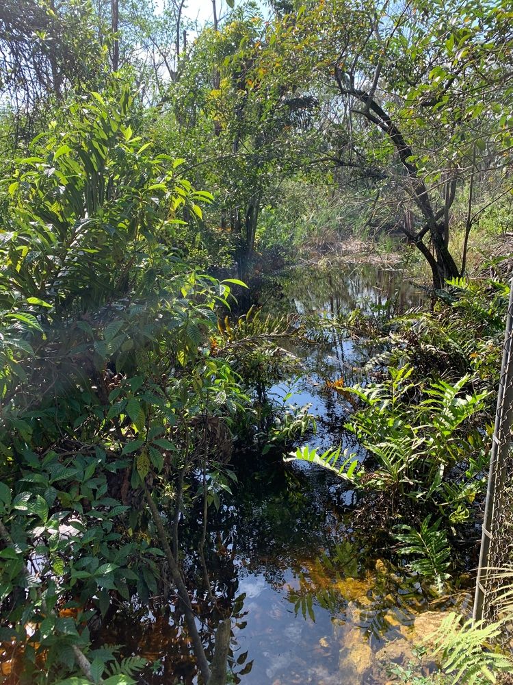A swamp at Fern Forest Nature Park