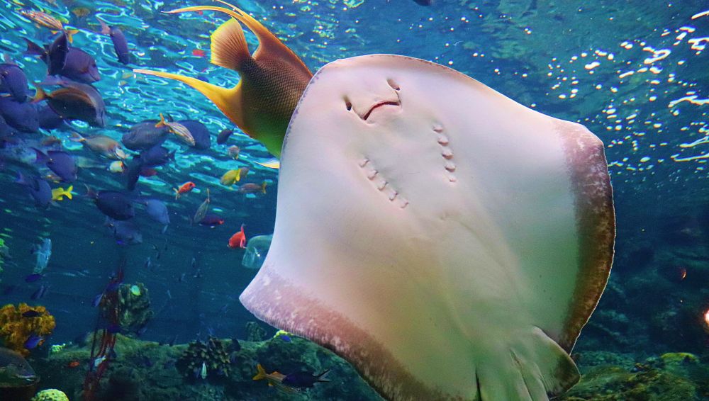 A stingray in the Florida Aquarium
