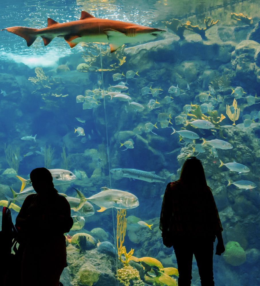 A shark in the Florida Aquarium