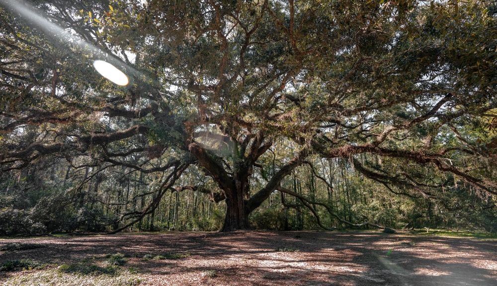 Giant oak tree at Lichgate on High Road