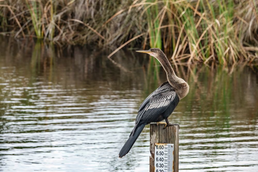 Coastal bird at St. Marks National Wildlife Refuge