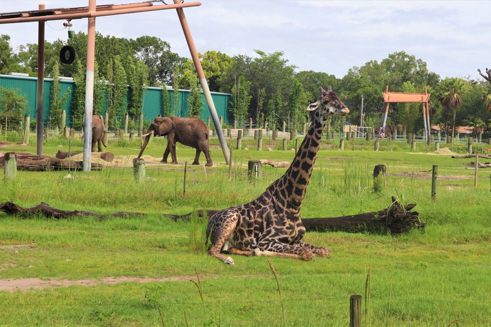A giraffe and elephants at ZooTampa at Lowry Park
