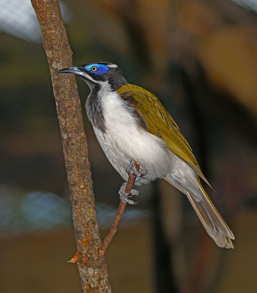 A bird at ZooTampa at Lowry Park