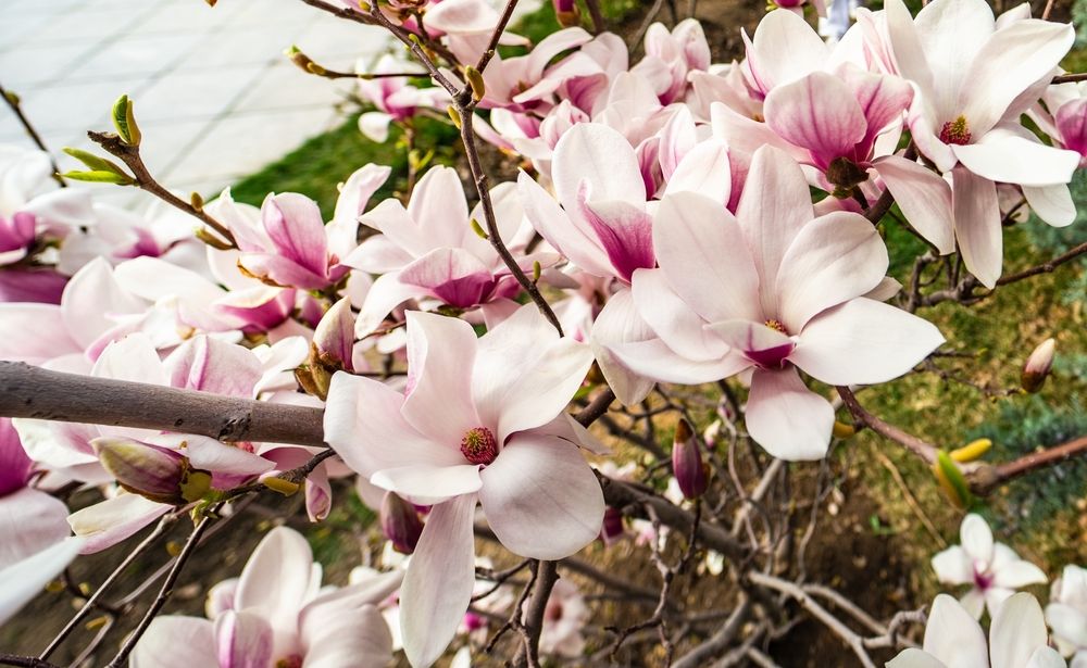 A blooming magnolia tree at Rike Park