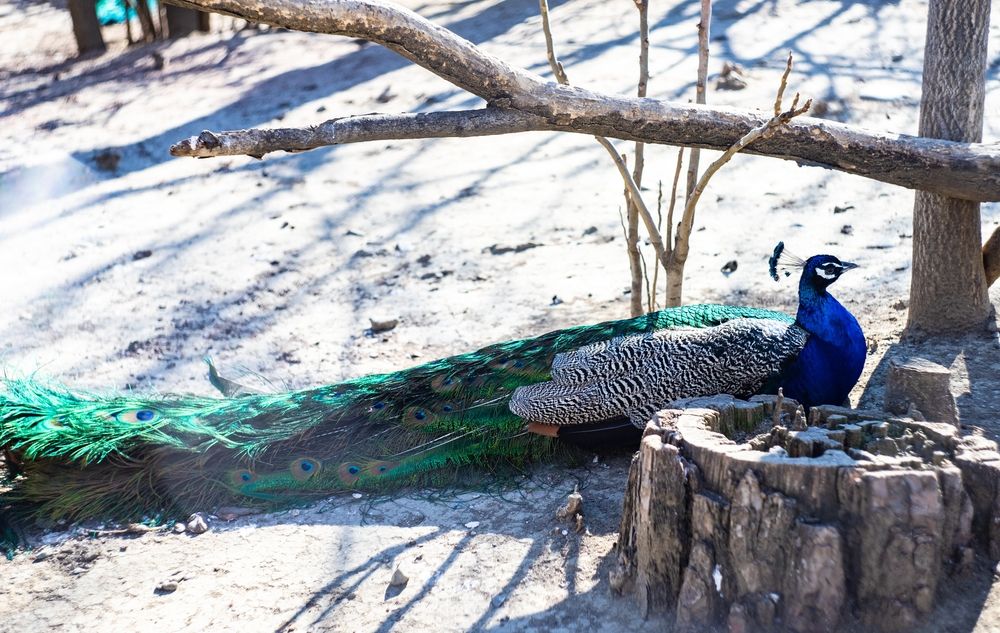 A beautiful peacock at Tbilisi Zoo