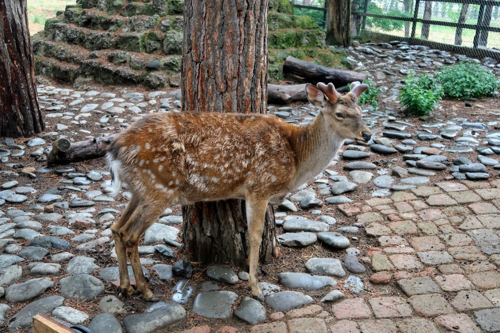 A deer at Tbilisi Zoo