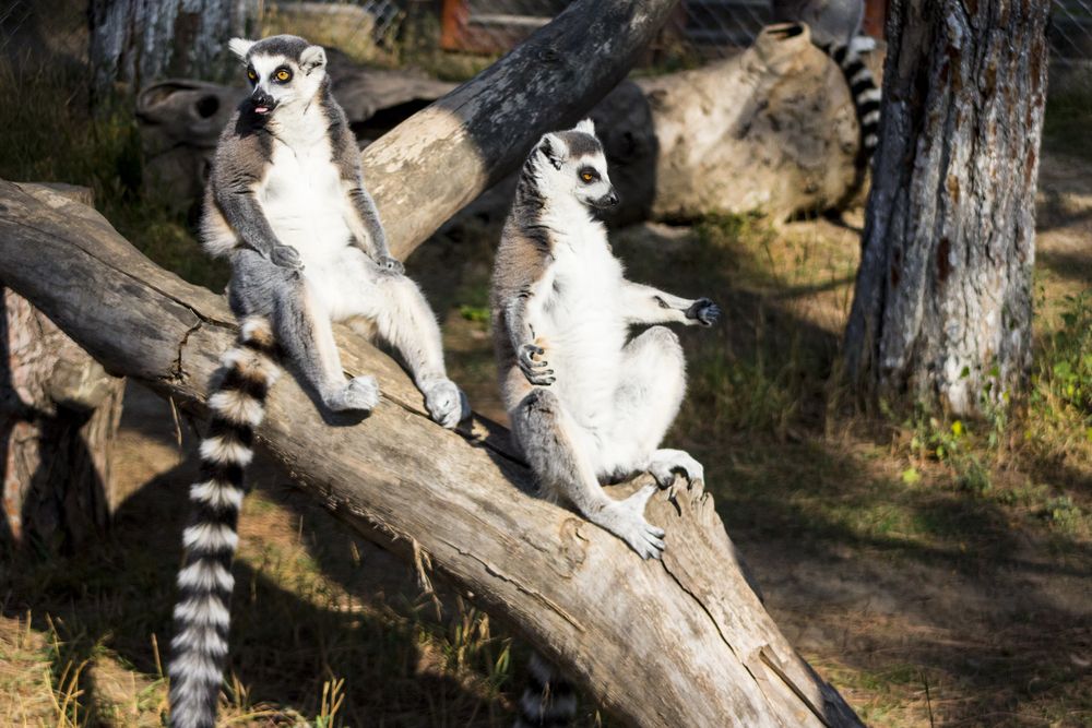 Lemurs at Tbilisi Zoo