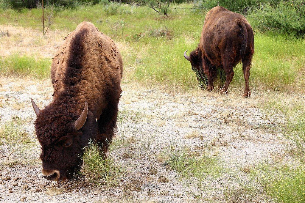 Bison at San Angelo State Park