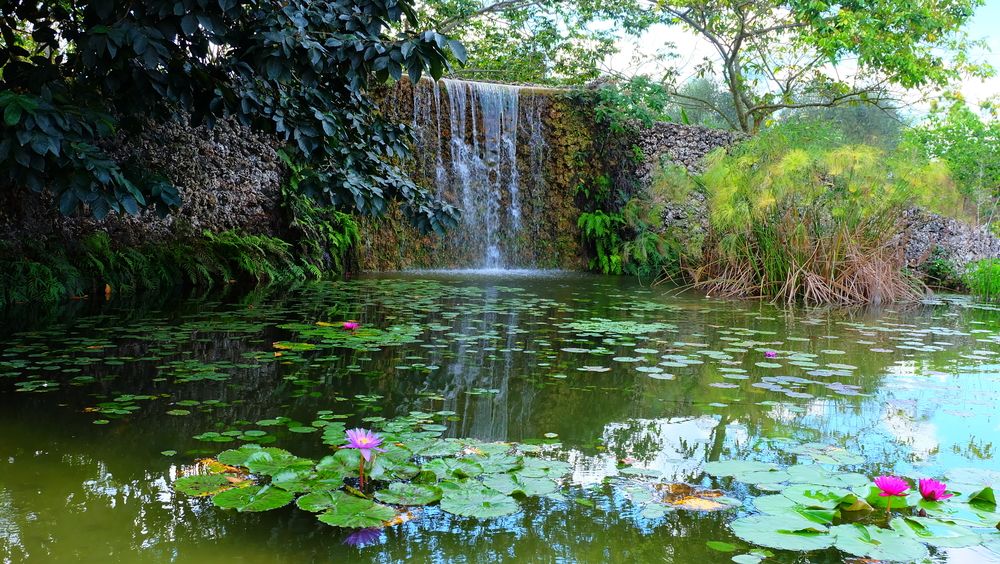 A gorgeous waterfall at Fruit & Spice Park