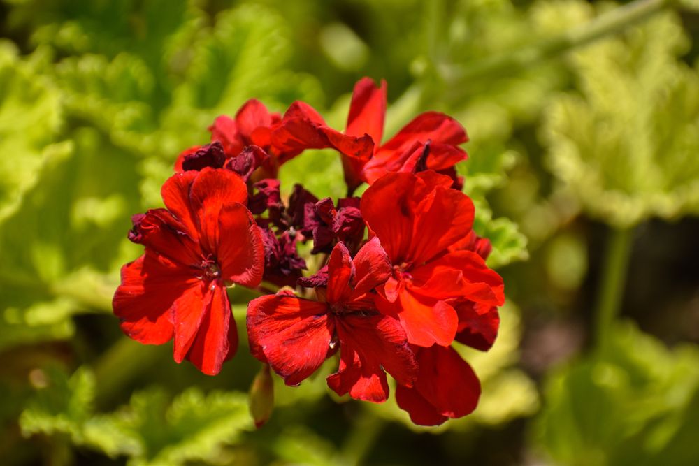 Flowers at Fruit & Spice Park