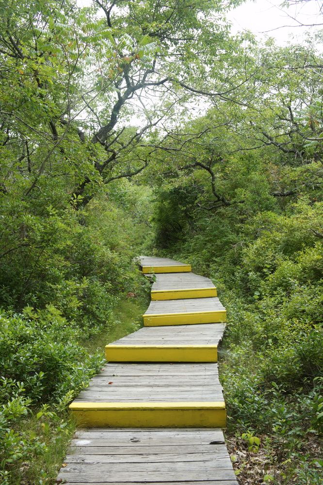 Stairs along the trail at Parker River National Wildlife Refuge