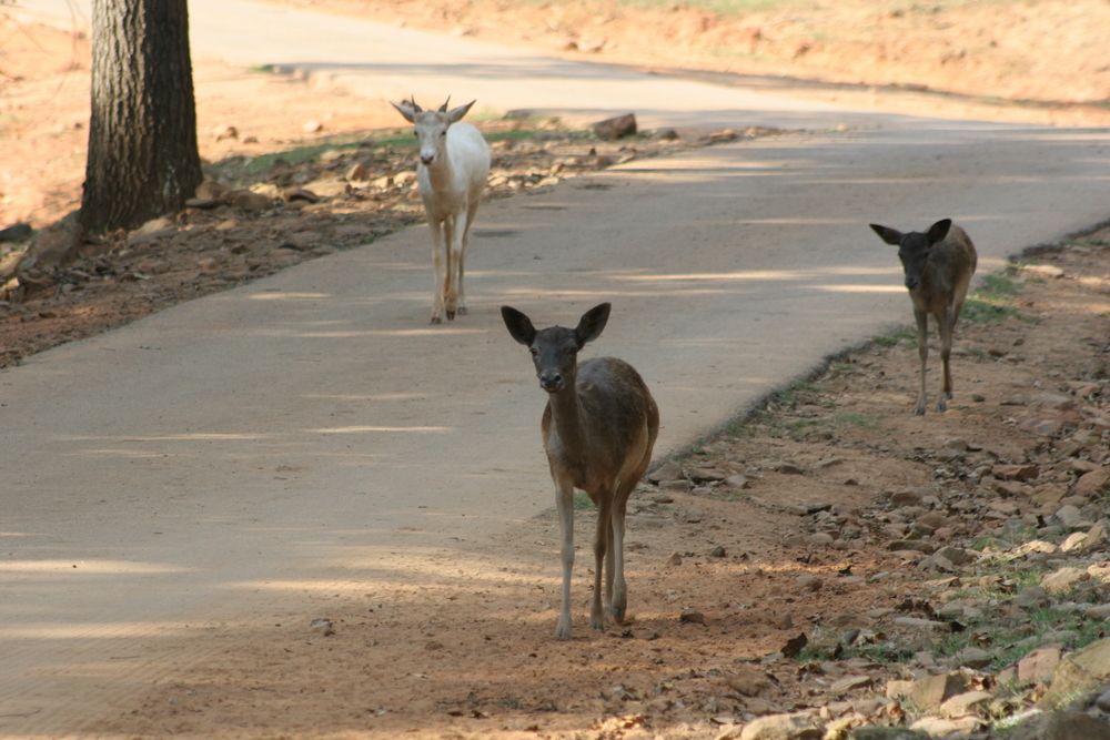 Animals in Wild Animal Safari