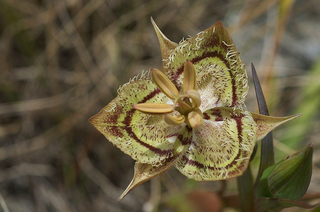 A calochortus at ring mountain preserve.