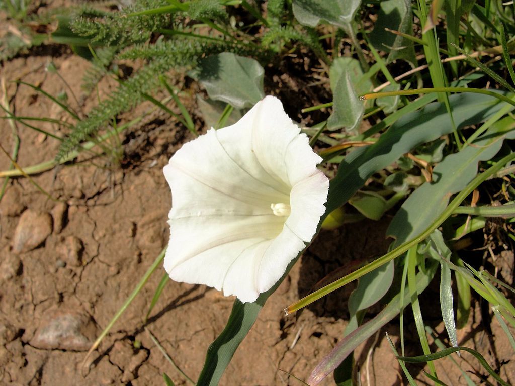 A white flower on the ground of ring mountain preserve.