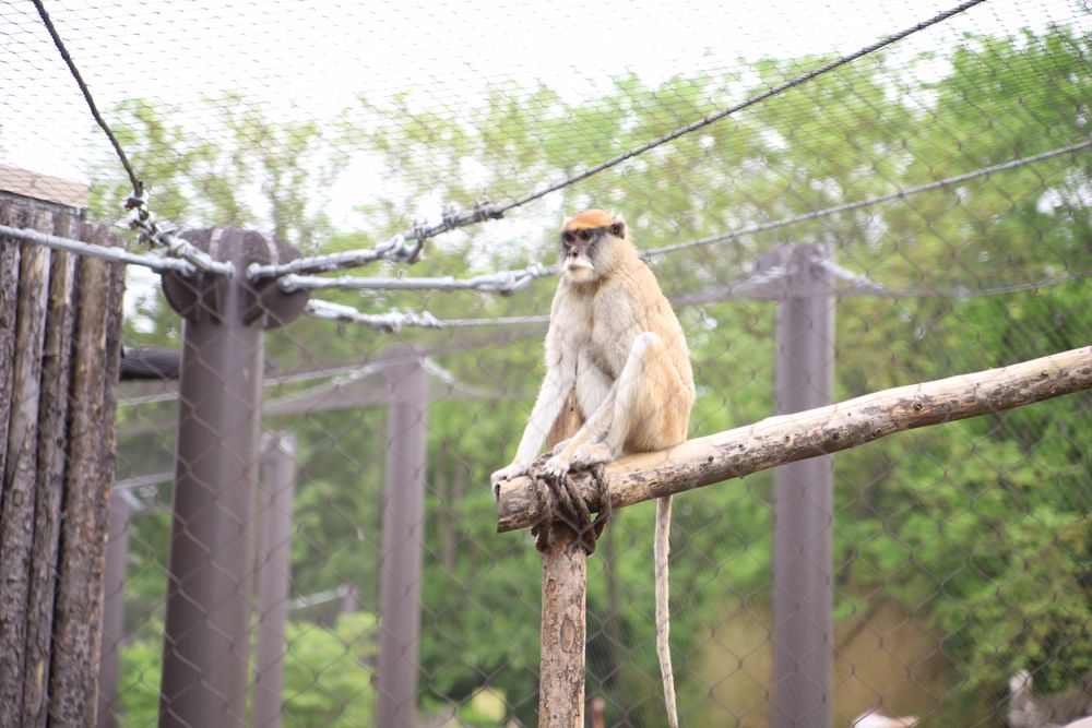A monkey in Topeka Zoo
