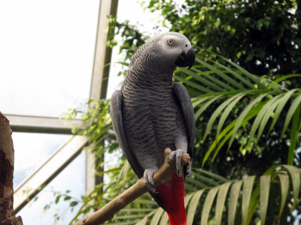 A bird in Topeka Zoo