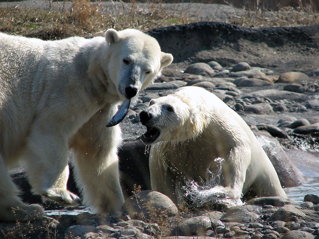Polar bears at Detroit Zoo