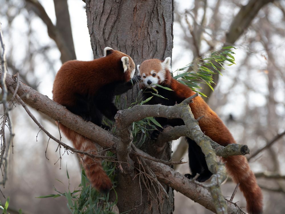 Red pandas at Detroit Zoo