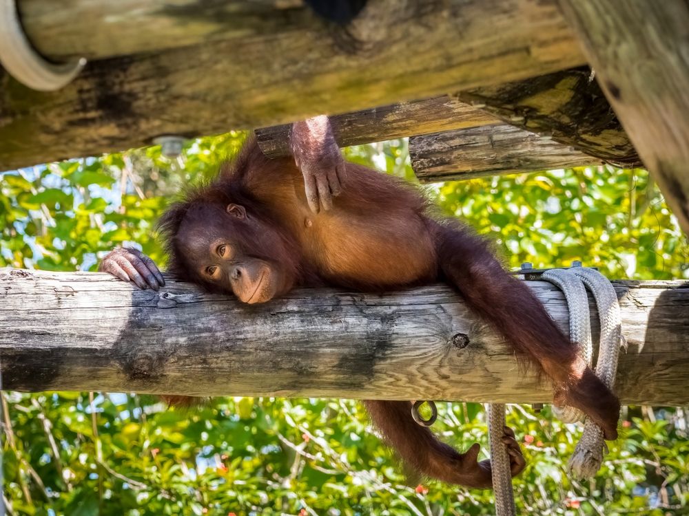 An orangutan at ZooTampa at Lowry Park