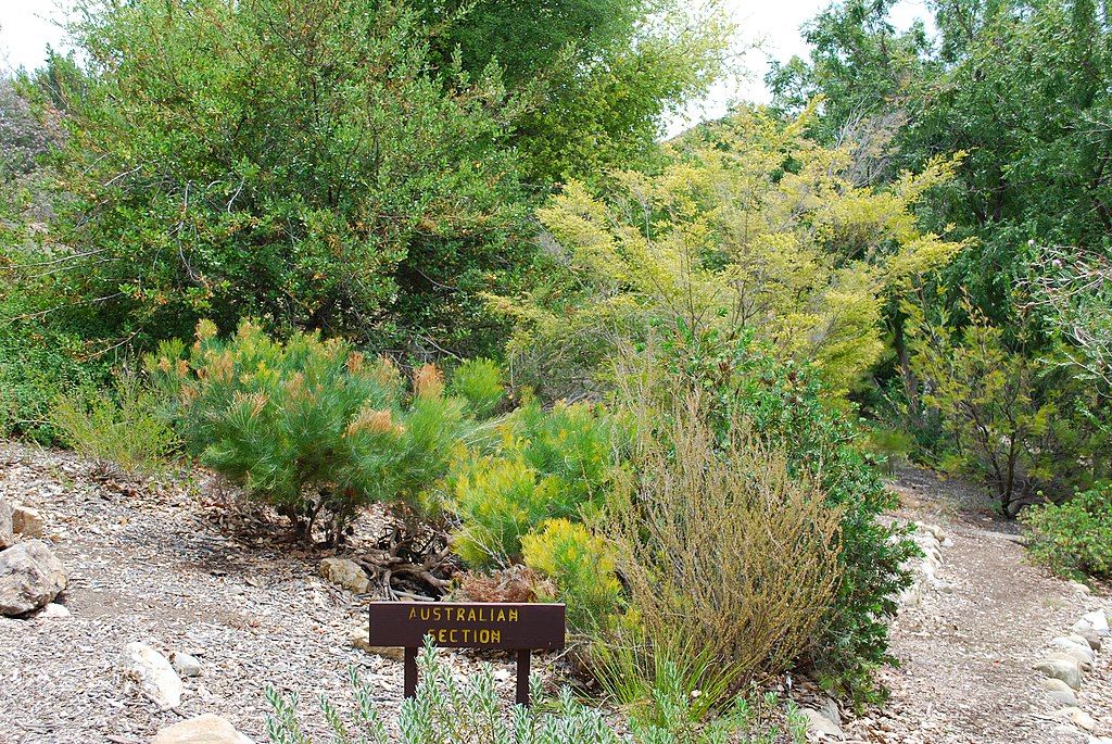 Australian garden at Conejo Valley Botanic Garden
