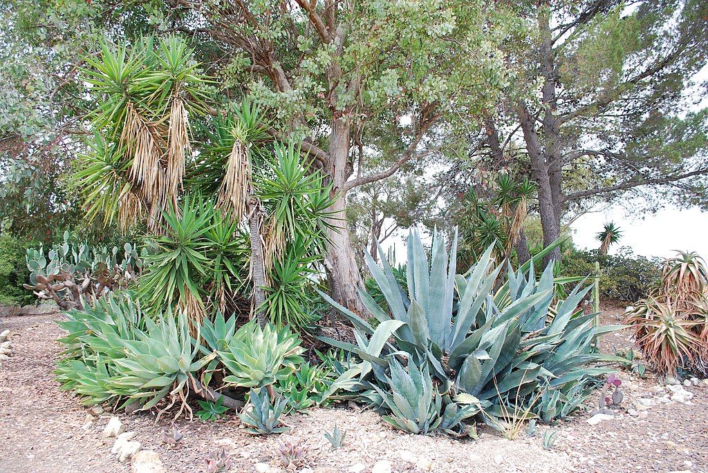 Desert garden at Conejo Valley Botanic Garden