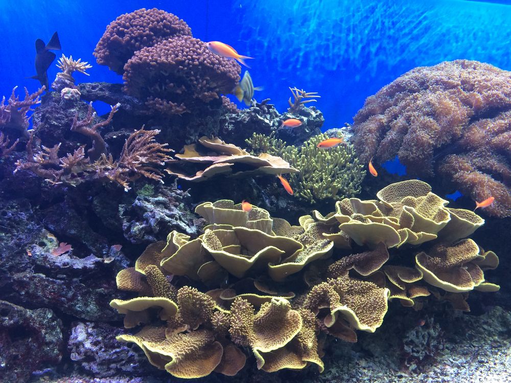 An aquarium at Toledo Zoo