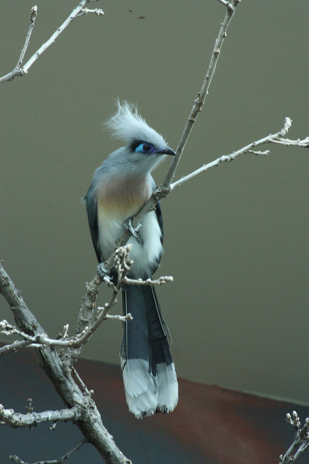 A pretty bird at Toledo Zoo