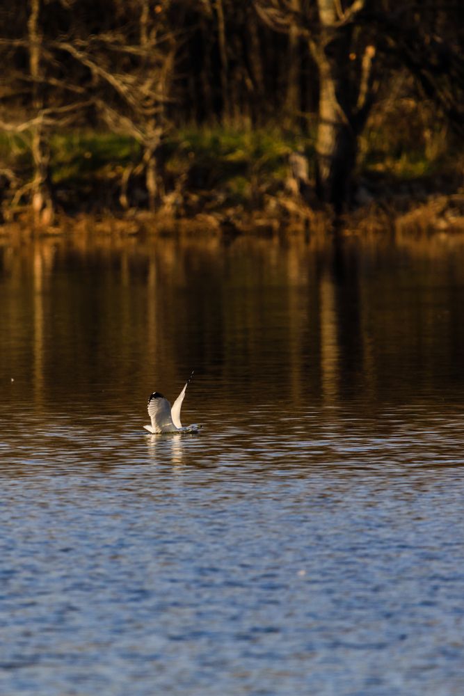 Lake at Oxley Nature Center