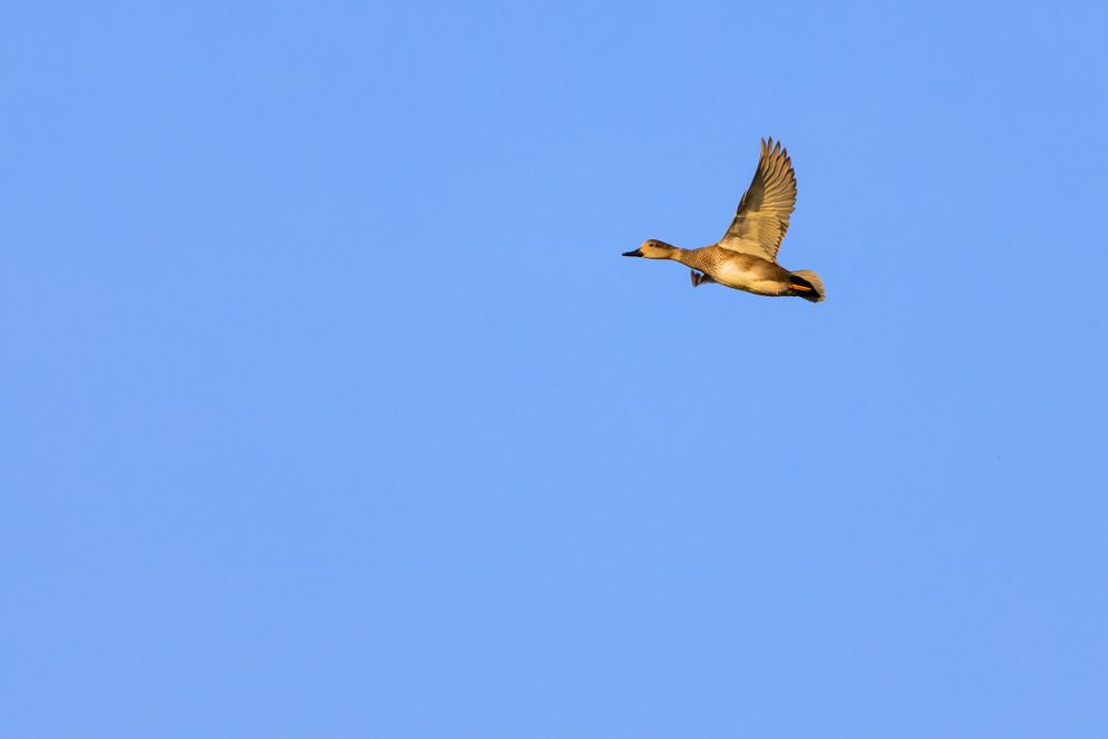 Bird flying over Oxley Nature Center
