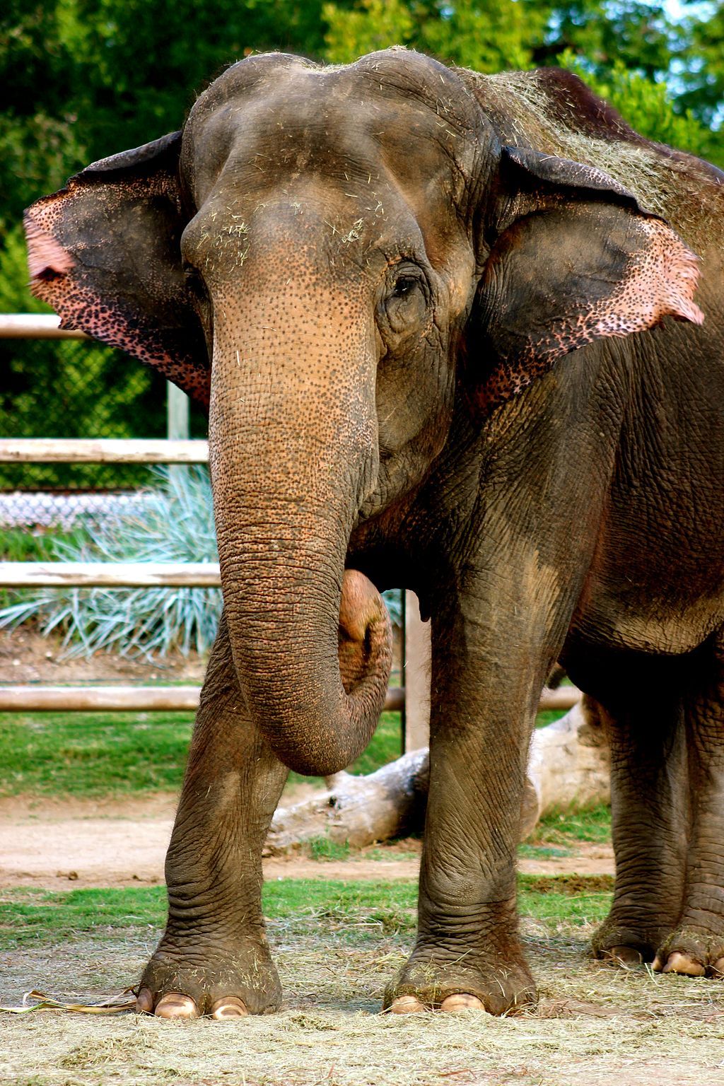 Gunda the elephant at Tulsa Zoo