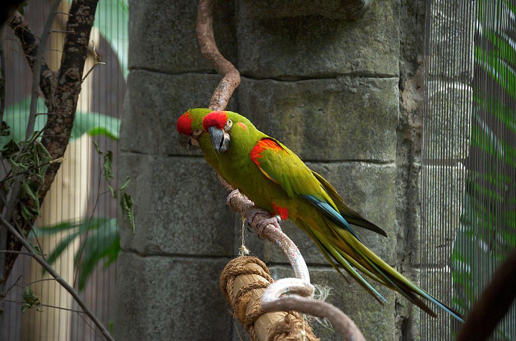 Macaws at Tulsa Zoo
