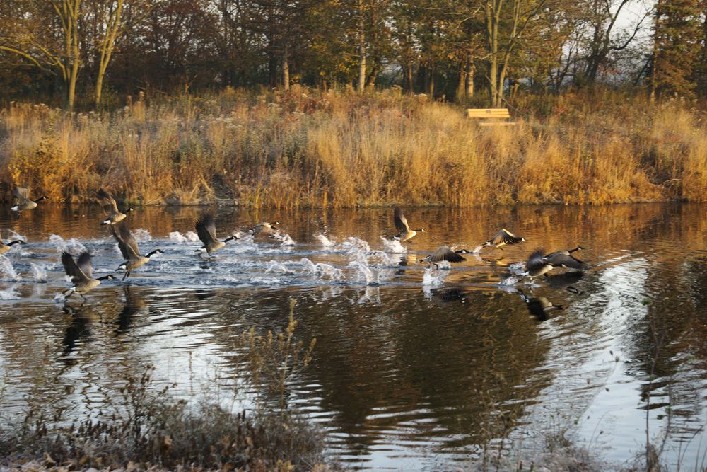 Geese on Lake Katherine Nature Center's water