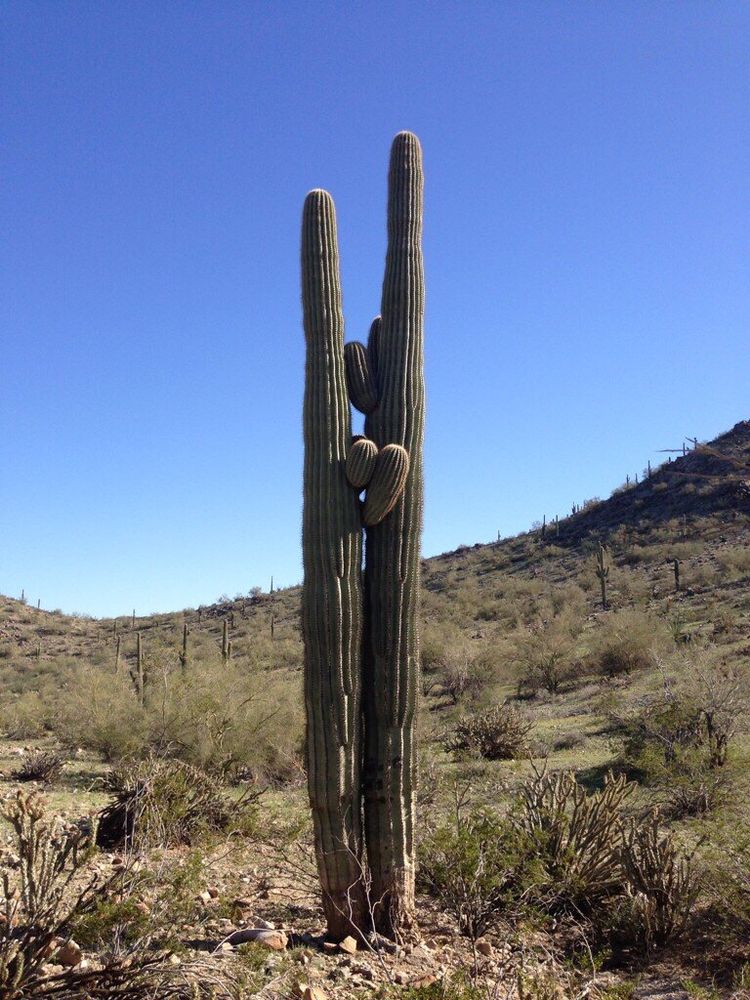 A Cactus in Estrella Mountain Regional Park