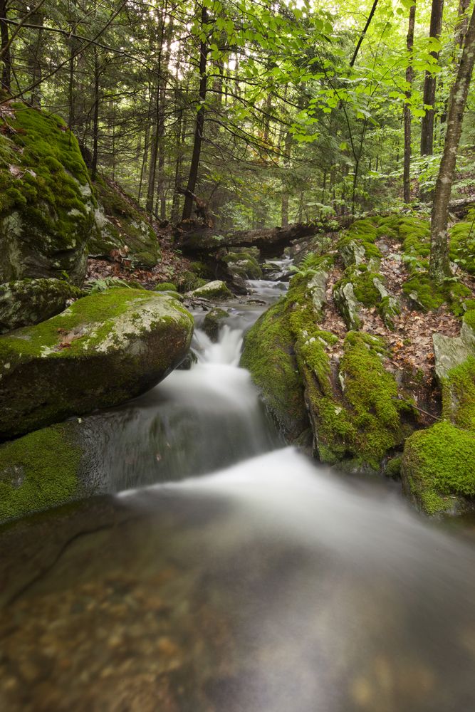 View of Pittsfield State Forest