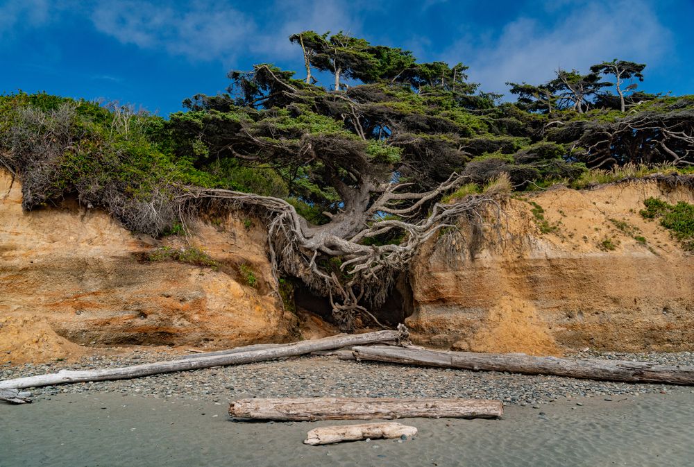 Kalaloch Tree's exposed roots on a cave at Olympic national park