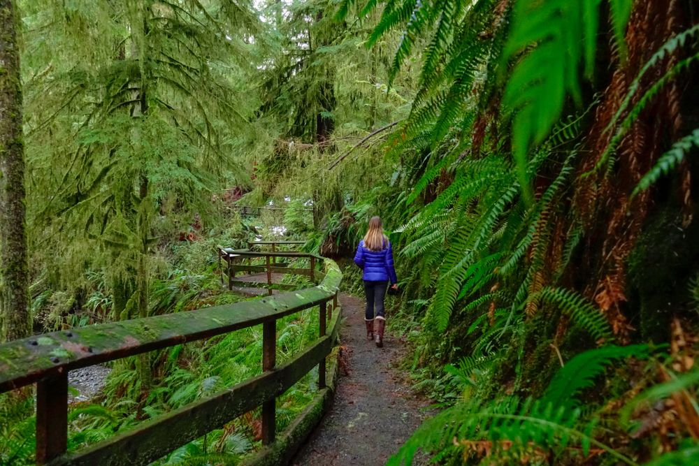 A Boardwalk in Hoh Rainforest