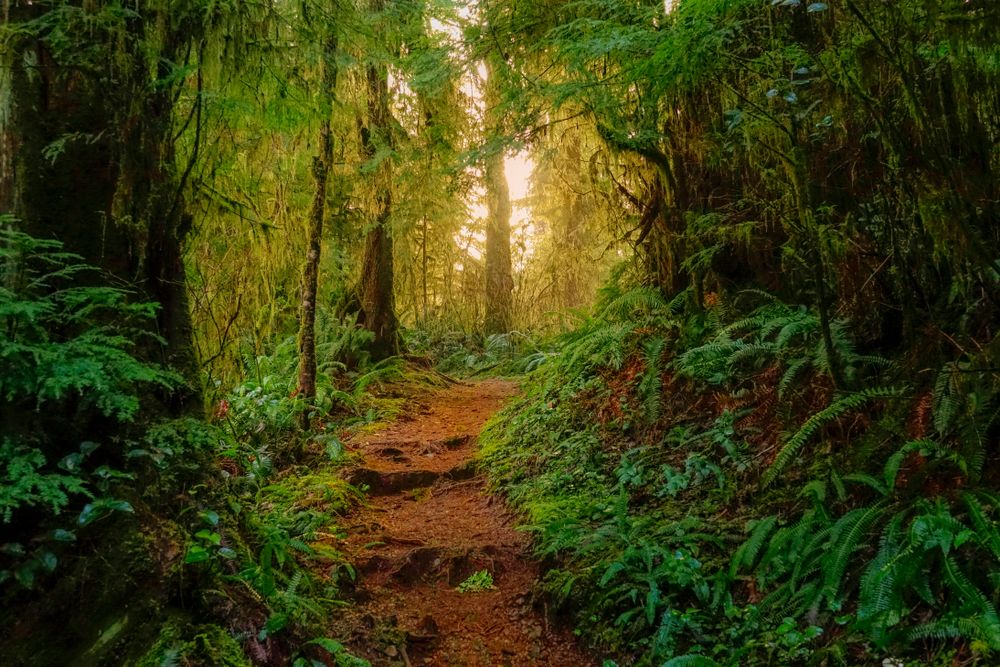 A Hiking Trail in Hoh Rainforest