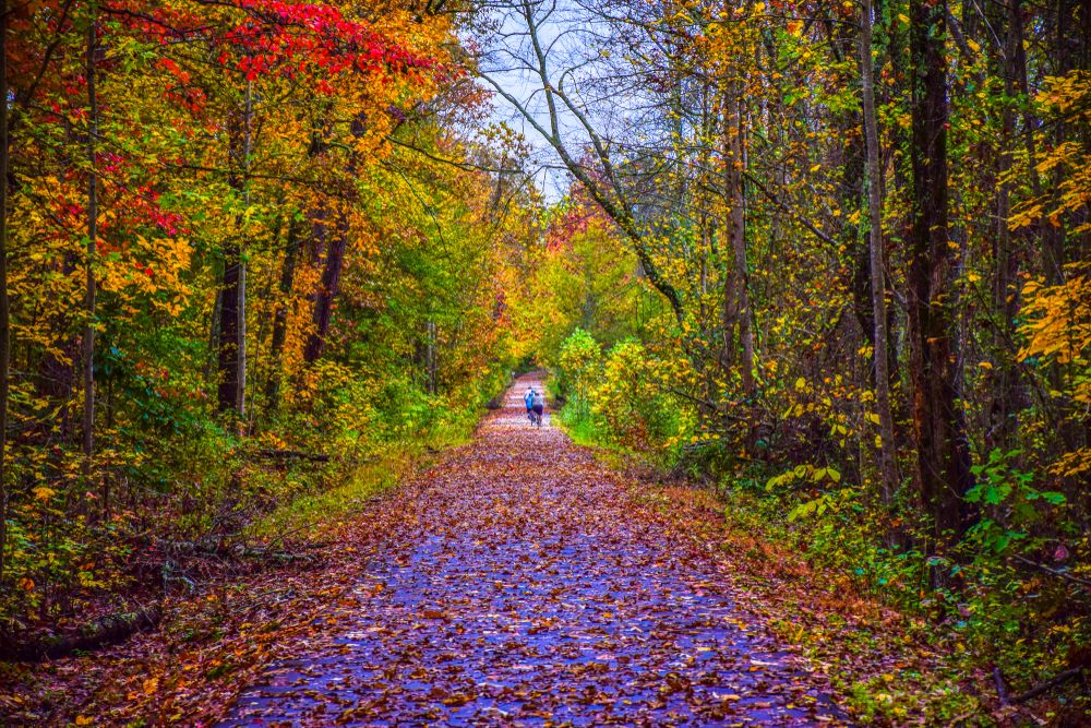 Trail at Greenville Swamp Rabbit Trail