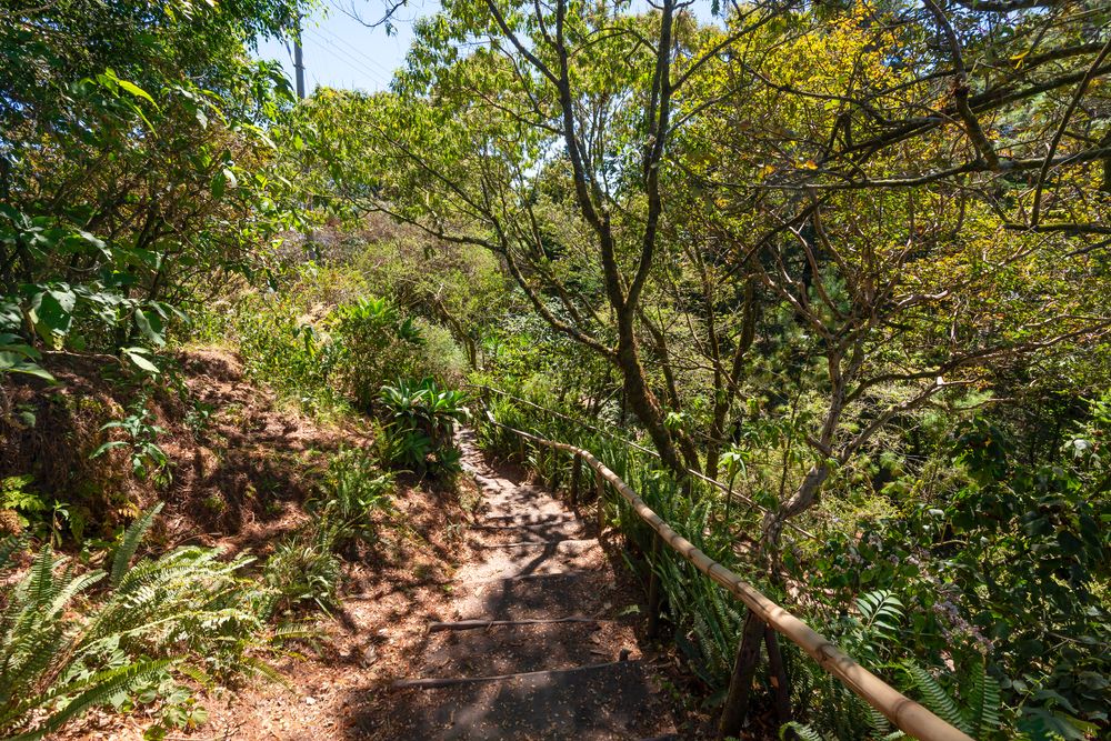 A Path in EL BOQUERON NATIONAL PARK