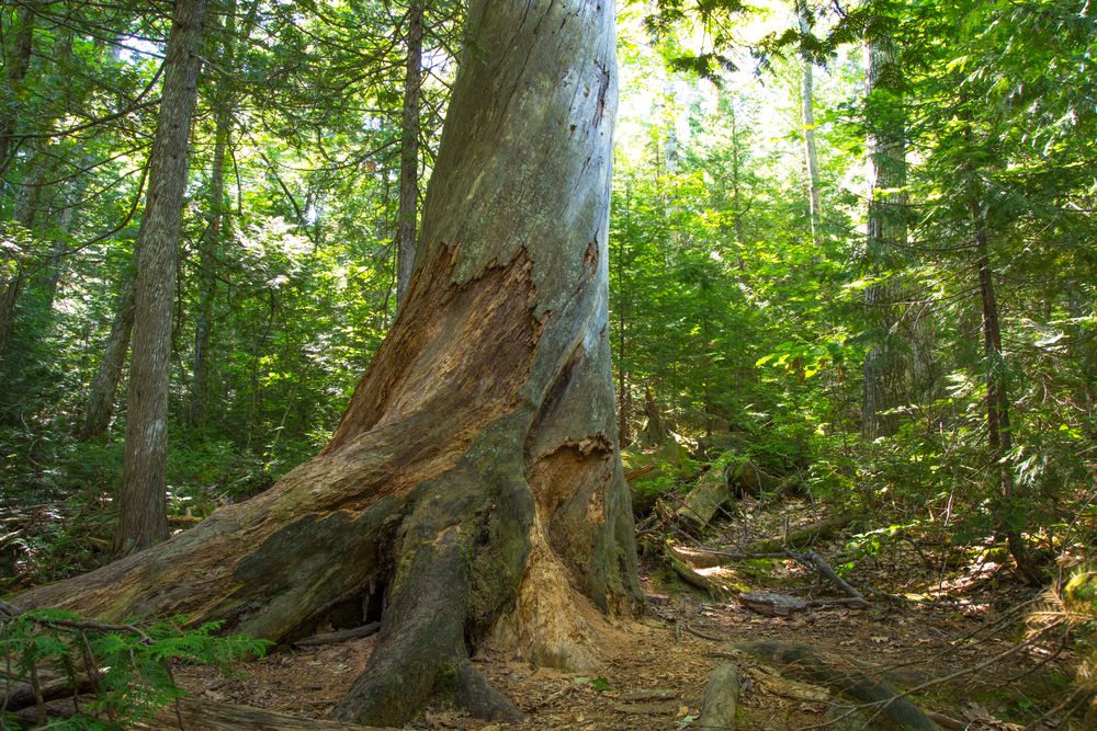 Trees at Estivant Pines Nature Sanctuary